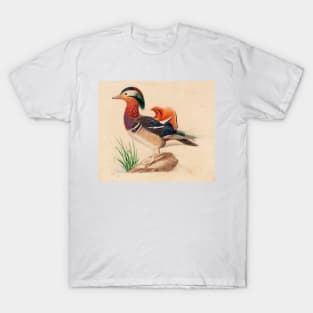 Mandarin Duck (Male) by Ferdinand von Wright T-Shirt